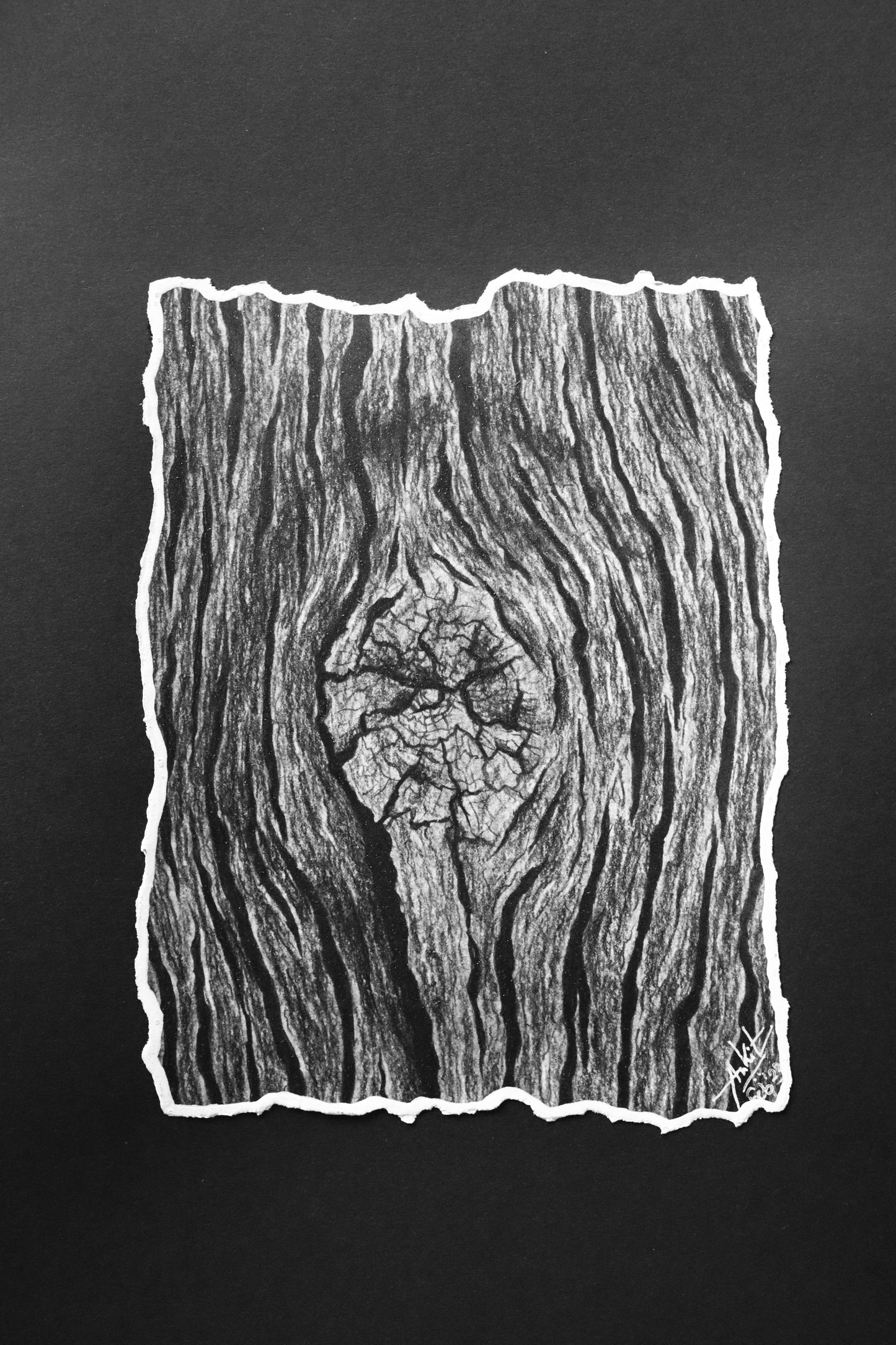 Wood Bark X