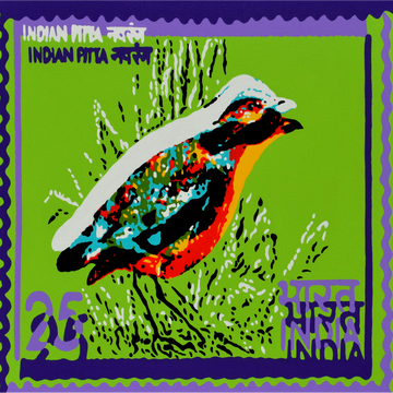 Indian Pitta